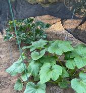 Screen cloth positioned over late season summer squash. Alton Wright